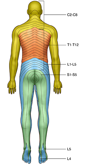 Back view of male figure showing dermatomes.