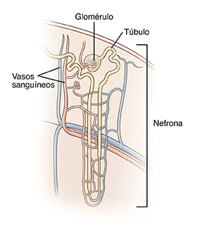 Primer plano de una nefrona del riñón.